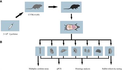 Characterization of Treponema pallidum Dissemination in C57BL/6 Mice